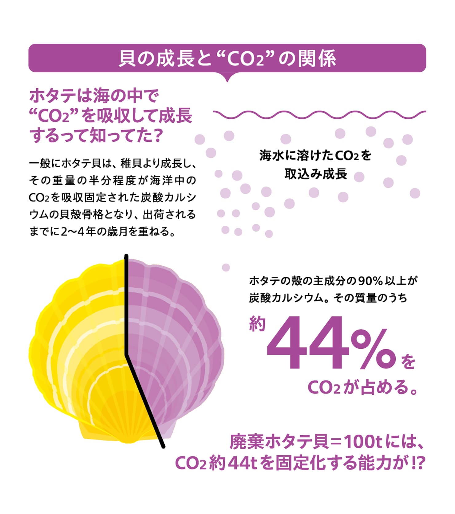 9 ホタテ貝は1貝（回）で2度おいしい??